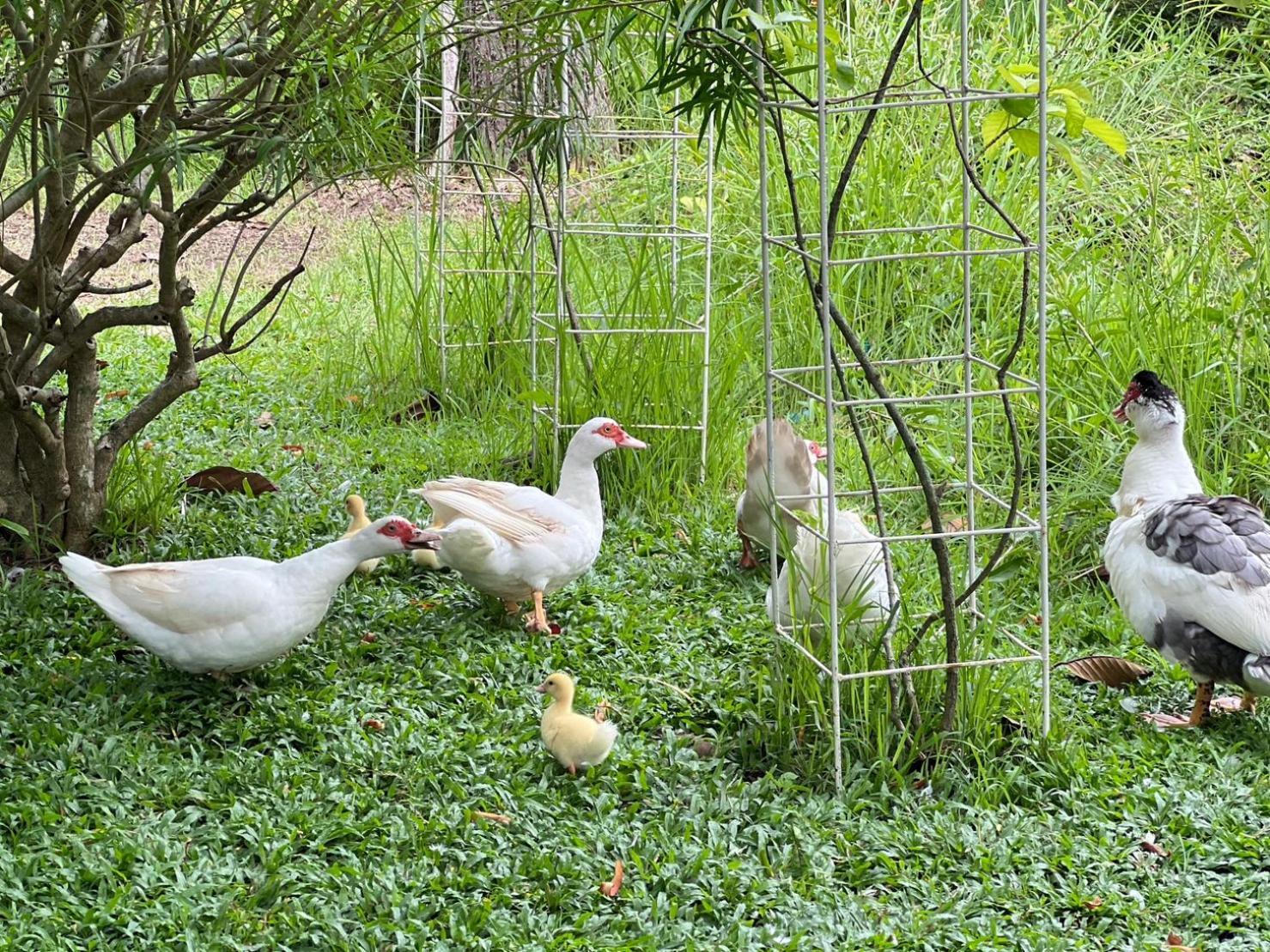 Baan Pingkan Wellness Resort San Kamphaeng Екстериор снимка